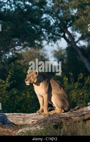 portrait of a lone lioness sitting on a fallen dead tree enjoying the early morning sun in botswana Stock Photo