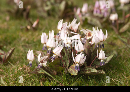 Cyclamen flowering on chalk grassland mass of white and mauve bloom flower heads with variably patterned leaves Stock Photo