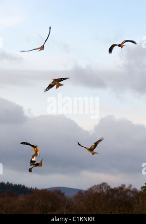 flying red kites milvus milvus at feeding time bellymack farm dumfries and galloway scotland