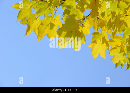 Maple Tree, Bavaria, Germany Stock Photo
