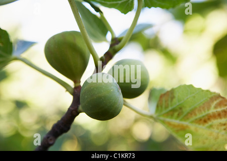 Figs, Aude, Languedoc-Roussillon, France Stock Photo