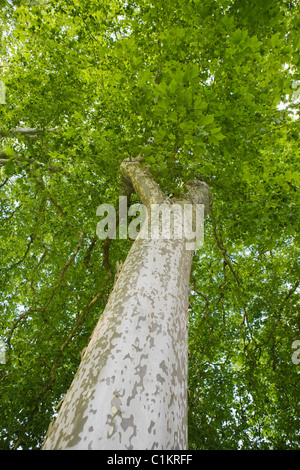 Looking Up at Aging Plane Tree, France Stock Photo