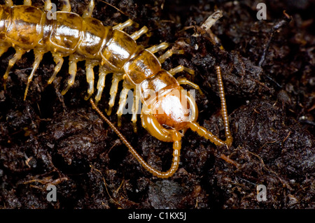 Centipede (Lithobius variegatus), UK Stock Photo - Alamy