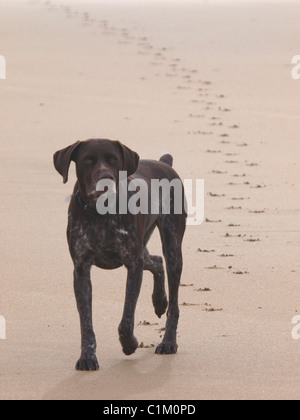 German Shorthaired Pointer at the beach, Cornwall, UK Stock Photo