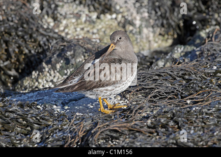 Purple sandpiper in winter plumage on sea weed covered rock in Iceland Stock Photo