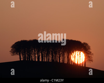 Sun setting behind the 'nearly home' trees, Devon, UK Stock Photo