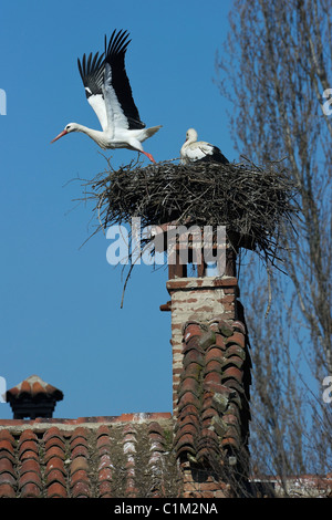Italy Piedmont Racconigi a pair of White Storks in the nest Stock Photo