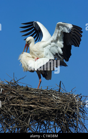 Italy Piedmont Racconigi a pair of coupling White Storks Stock Photo