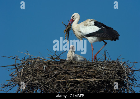 Italy Piedmont Racconigi a pair of White Storks in the nest Stock Photo