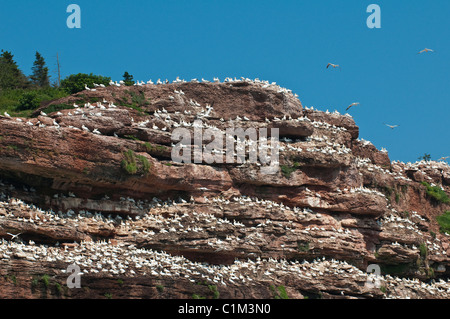 Quebec, Canada. Northern Gannet colony Ile Bonaventure offshore of Perce. Stock Photo