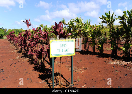 Ti Leaf Plants Dole Plantation Wahiawa Honolulu Hawaii Oahu Pacific Ocean Stock Photo