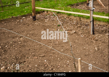 Newly planted Pear, Pyrus communis ‘Doyenne du Comice’, on a Step-Over in the Fruit Training Borders at Painswick Rococo Garden Stock Photo