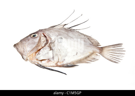 John Dory whole sea fish isolated on a white studio background. Stock Photo