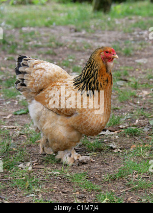 Buff Brahma Chicken with the Excessive Multi-colored Plumage that Covers  Leg and Foot. Gallus Gallus Domesticus Stock Image - Image of brown,  farming: 134842077