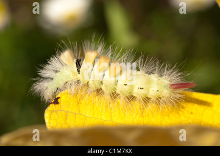 Pale Tussock, Dasychira pudibunda, Moth caterpilar. Yellow hairy caterpilar with red tail, West Sussex, UK. October. Stock Photo