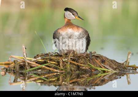 Red-necked Grebe Podiceps grisegena on her nest Lake Osakis Minnesota USA Stock Photo