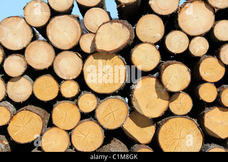 Spruce Logs Stacked Up Background Stock Photo
