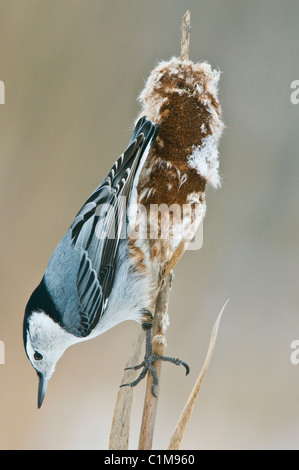 White-Breasted Nuthatch (Sitta carolinensis) on Cattail (Typha) in winter Eastern USA Stock Photo