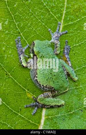 Gray Tree Frog Hyla versicolor on Common Milkweed leaf Asclepias syriaca Eastern North America Stock Photo