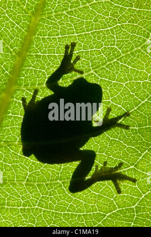 Gray Tree Frog Hyla versicolor silhouette on Common Milkweed leaf Asclepias syriaca Eastern North America Stock Photo