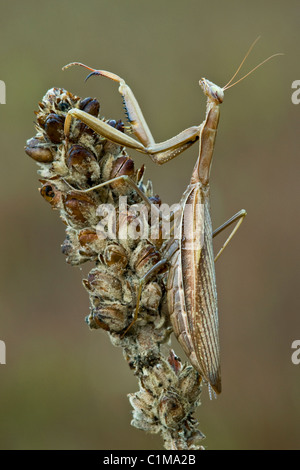 Chinese Praying Mantis Tenodera sinensis on Common Mullein plant Verbascum thapsus Eastern USA Stock Photo