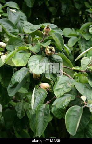Common Quince, Fruiting Quince, Quince, Quince Seeds, Quince Tree, Wen Po, Cydonia oblonga, Rosaceae. Native to Central Asia. Stock Photo