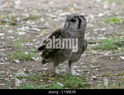 Verreaux's Eagle Owl or Milky Eagle Owl, Bubo lacteus, Strigidae. Aka Giant Eagle Owl, Giant Eagle-Owl, Verreaux's Owl. Stock Photo