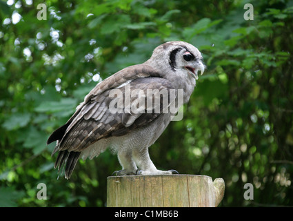 Verreaux's Eagle Owl or Milky Eagle Owl, Bubo lacteus, Strigidae. Aka Giant Eagle Owl, Giant Eagle-Owl, Verreaux's Owl. Stock Photo