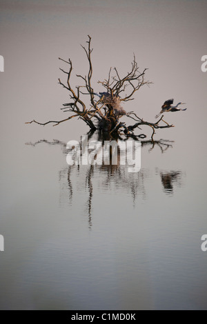 Grey Heron (Ardea cinerea) nesting in dead tree, England, UK Stock Photo