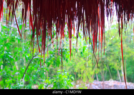 Jungle hut rain in rainforest water dropping detail Mexico Stock Photo