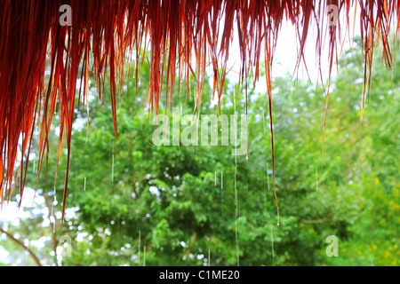 Jungle hut rain in rainforest water dropping detail Mexico Stock Photo