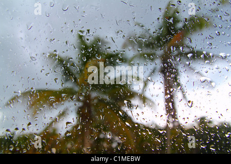 Hurricane tropical storm palm trees from car inside window glass water drops Stock Photo