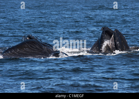 Three Humpback Whales (Megaptera novaeangliae) lunge-feeding on Krill. Monterey, California, Pacific Ocean. Stock Photo