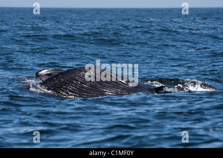 Two Humpback Whales (Megaptera novaeangliae) lunge-feeding on Krill. Monterey, California, Pacific Ocean.