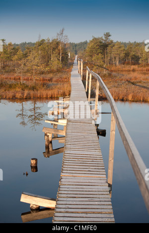 Scenic wetland bog with a wooden boardwalk, scattered pine trees, and ...