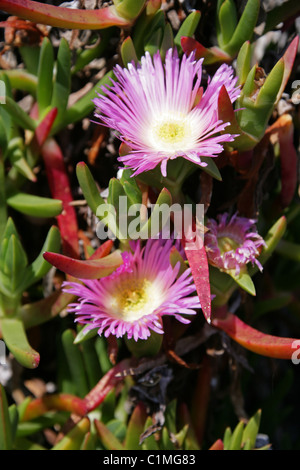 Hottentot Fig, Highway Ice Plant, Sour Fig or Pigface, Carpobrotus edulis, Aizoaceae. British Wild Flower. Stock Photo