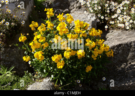 Siberian Wallflower, Erysimum allionii, Brassicaceae. (Syn. Erysimum allioni, Cheiranthus allionii). Stock Photo