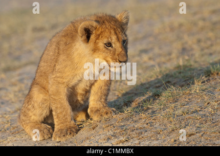 Stock photo of a lion cub standing and looking. Stock Photo