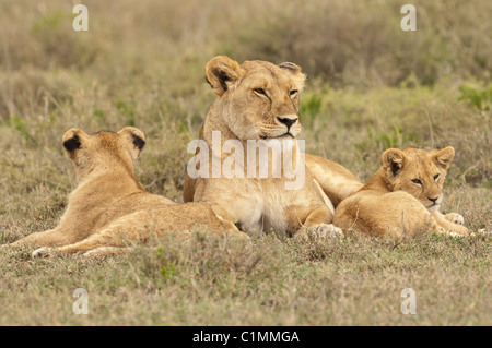 Stock photo of a lioness and two cubs resting in the grass. Stock Photo