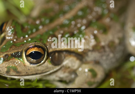 Motorbike frog also known as Bell Frog, Moore’s Frog, Western Green And Golden Bell Frog Stock Photo