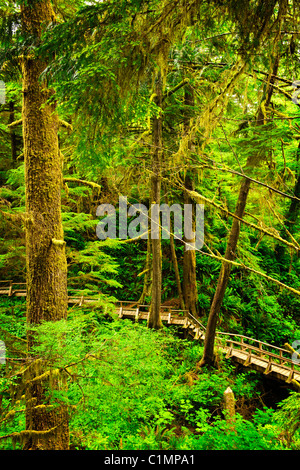 Wooden path through temperate rain forest. Pacific Rim National Park, British Columbia Canada Stock Photo