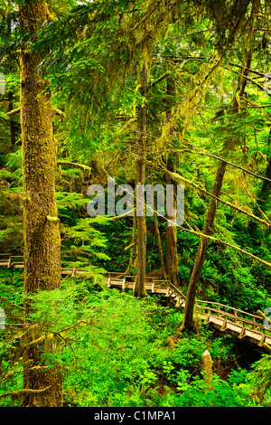 Rainforest Trail, Pacific Rim National Park, Vancouver Island, British ...