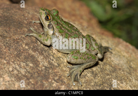 Motorbike frog also known as Bell Frog, Moore’s Frog, Western Green And Golden Bell Frog. Stock Photo