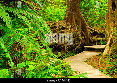 A hiking trail through a temperate rain forest - 1 Stock Photo - Alamy