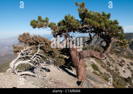 Jeffrey pine (Pinus jeffreyi) Mt. Baldy (Mount San Antonio), San Gabriel Mountains, Los Angeles County, California Stock Photo