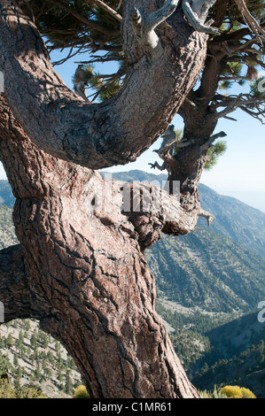 Jeffrey pine (Pinus jeffreyi) Mt. Baldy (Mount San Antonio), San Gabriel Mountains, Los Angeles County, California Stock Photo