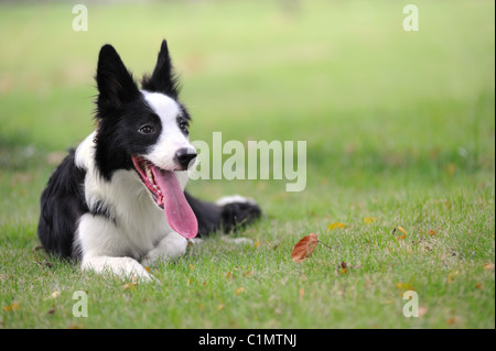 Border collie dog lying on the lawn Stock Photo