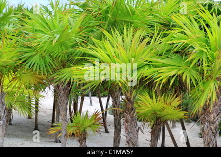 Chit palm trees in Caribbean beach sand Mexico Tulum Stock Photo