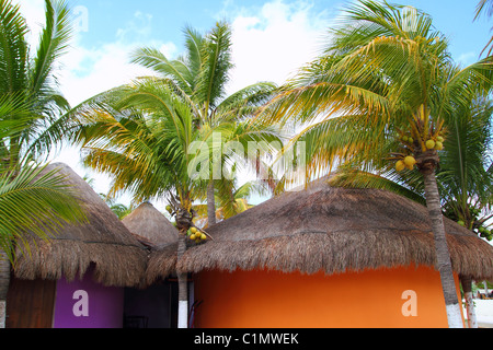 Tropical Caribbean Palapas hut coconut palm trees Mexico Stock Photo
