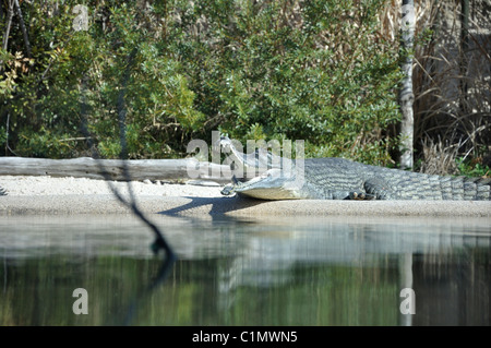 Gharial - Indian crocodile - Gavialis gangeticus - aka Gavial